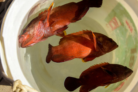 Three fresh beautiful sea fish caught on fishing rod in plastic bucket. Fishing on the Red Sea....