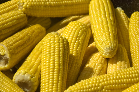 Boiled corn. Sale of freshly boiled hot corn at fair. natural yellow background. Close-up selective focus.の写真素材