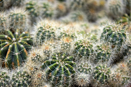 Cactus with long spines. cactus plant close up. Blurred background. selective focus.