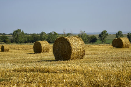 Harvested field with large round bales of straw in summer. Farmland with blue sky. copyspace. close-up. selective focus.の写真素材