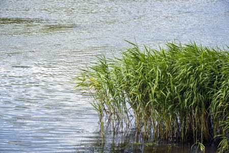 Green river reeds on the river bank. Beautiful calm nature landscape. copyspace. selective focus.の写真素材