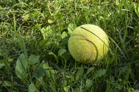 Yellow tennis ball is lying on a green grass lawn. close-up. selective focus.の写真素材
