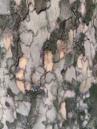 Color of bark American sycamore. Spotted texture of bark sycamore, full frame, abstract background. close-up. copyspace. selective focus.の写真素材