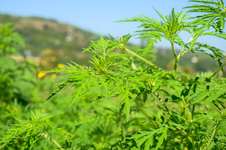 American common ragweed. Dangerous plant. Ambrosia shrubs that causes allergic reactions, allergic rhinitis. close-up. copyspace. selective focus.の写真素材