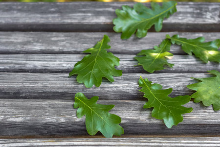 Green oak leaves lie on old wooden bench. Close-up. Copy space. Selective focus.の写真素材