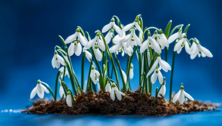 Close-up image of spring flowering white Snowdrop flowers also known as Galanthus Nivalis, from ground, on blue background. Copy space.の素材