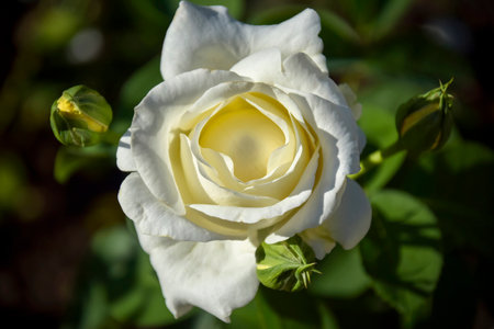 Top view of blossom white rose on blurred green grass background in garden. Close-up. Copy space. Selective focus.の写真素材