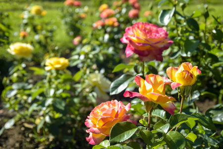Beautiful bush of blooming yellow-pink roses in flower bed in park on sunny summer day. Close-up. Copy space. Selective focus.の写真素材