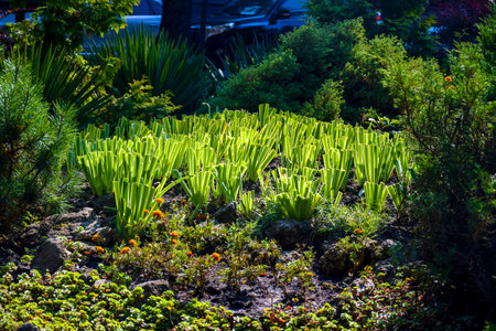 Garden flower bed with variety of colorful flowers in park in summer day. Beauty in nature, landscape.の写真素材
