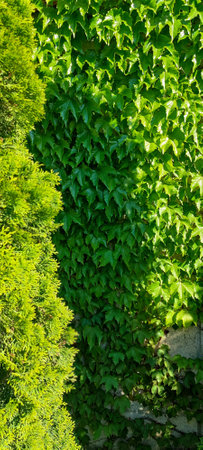 Wall overgrown with lush Green tri pointed leaves of wild maiden grapes; next to it stands tree-like...