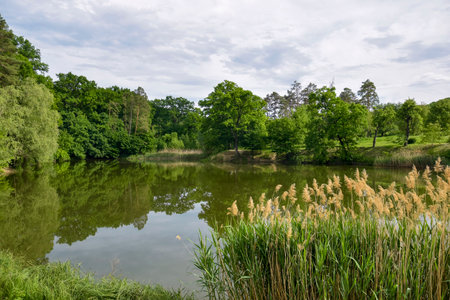 Picturesque view showcases a tranquil lake bordered by vibrant greenery and tall reeds, emphasizing the sense of calm and connection with nature. Copy space.の写真素材