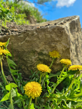 Yellow dandelion against background of wild limestone rock and blue sky. Delicate spring flower blossomed near stone. Close-up.の写真素材