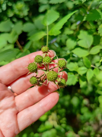 Bunch of green unripe raspberries in womans hand, in garden. Bright sunlight. Close-up.