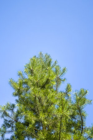 Top of evergreen pine tree against blue sky. Spring landscape. Copy space.