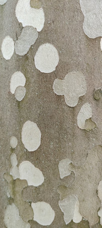 Background of bark American sycamore. Spotted texture of bark sycamore, abstract pattern, soft...