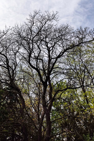 Looking Up through Tree Canopy early spring. Frame of tree branches against blue sky with clouds. Copy space. Selective focus.の写真素材