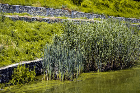 Lush reeds in pond with green water covered with duckweed against backdrop of grassy slope with fence made of wild limestone on sunny summer day. Selective focus. Copy space for text.の写真素材