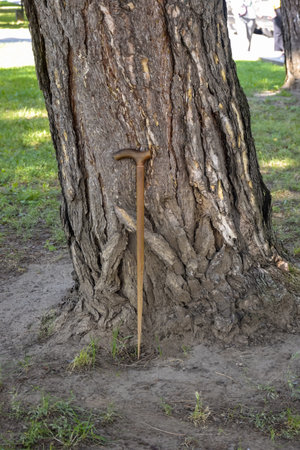 Broken old walking stick leaning against ancient pine tree with textured bark. Symbol of passing life, without an owner. Selective focus. Copy space for text.の写真素材