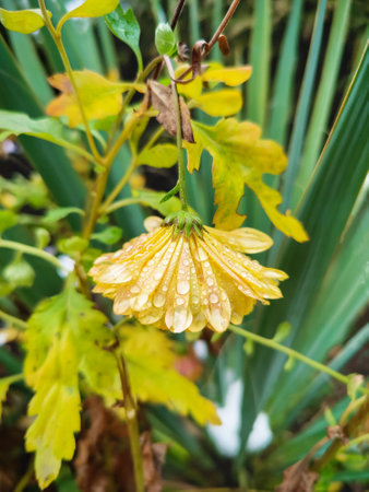 Wild yellow flower covered with large drops of dew. Against blurred background of yuca. Neglected part of park. Early cloudy morning. Close-up. Selective focus. Copy space for text.の写真素材