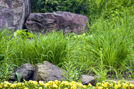 Large basalt black stones are randomly placed among tall green grass and blooming yellow flowers. Landscape design. Effect of neglected park. Copy space for text.の写真素材