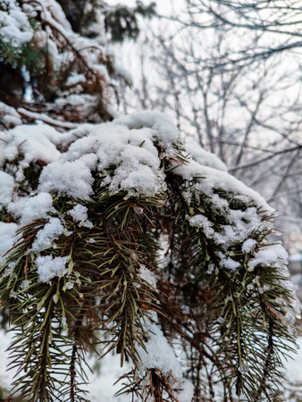 Large green spruce branch covered with white snow against background of winter forest. Evergreen tree. Cloudy cold day. Close-up. Selective focus. Copy space for text.の写真素材