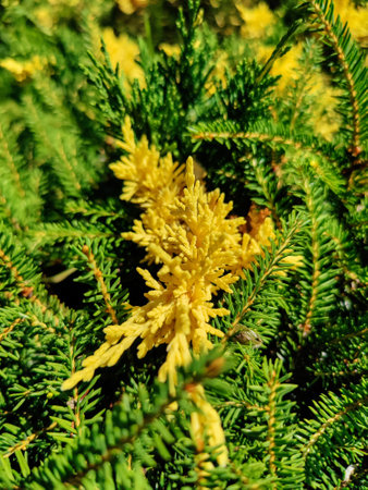 Natural background of green fresh branches of spruce. Bright sunny day. Saturated colors, wealth of nature. Copy space for text.の写真素材