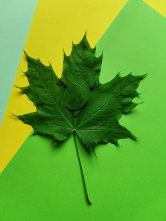 Single green maple leaf on green-yellow background. Copy space. Close-up.の写真素材