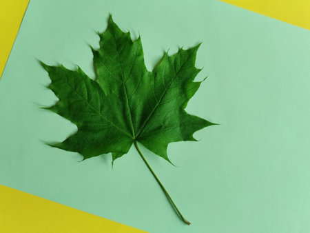 Single green maple leaf on green-yellow background. Copy space. Close-up.の写真素材