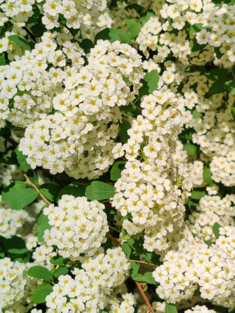 Spring flowering of the Spiraea cantoniensis plant. Gorgeous Rosaceae family. Selective focusの写真素材
