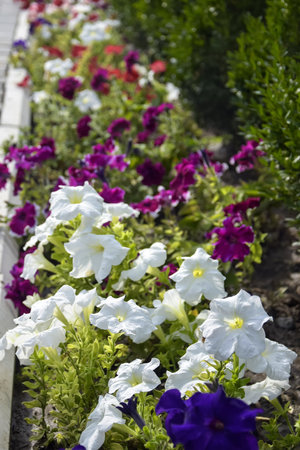 Colorful Petunia flowers. Flowerbed with blooming petunias. Selective focusの写真素材