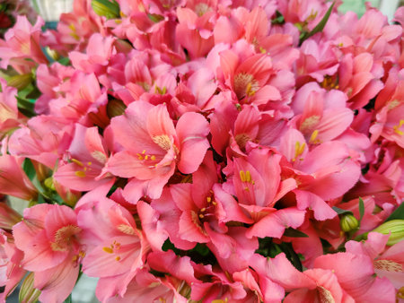 Luxurious pink Alstroemeria flowers. Full frame. Close-up.の写真素材