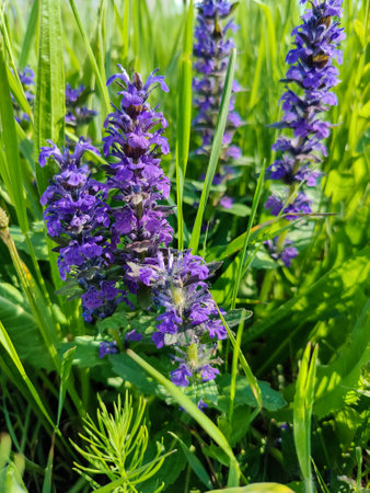 Wild flowers. Blue bugle (Ajuga genevensis). Perennial medicinal herbaceous plant in summer meadow....