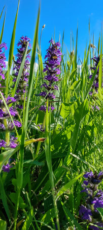 Wild flowers. Blue bugle (Ajuga genevensis). Perennial medicinal herbaceous plant in summer meadow....