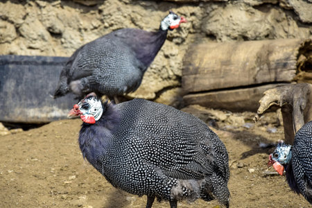 Bird Common Guinea Fowl on a farm. African domesticated common guinea fowl. Close-up.