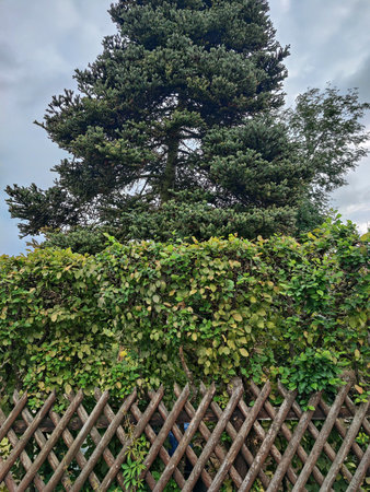 Picturesque landscape with wooden lattice fence, big shrubs, densely overgrown with bushes and tall pine tree. Copy space.の写真素材
