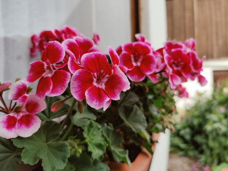 Pink blooming geranium flowers in flower pots decorate city street. Close-up. Selective focus.の写真素材