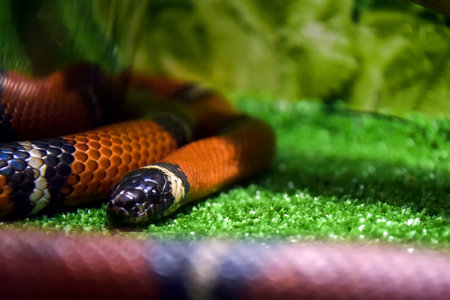 Sinaloa King snake (Lampropeltis triangulum sinaloae) in terrarium. Close-up. Selective focus.の写真素材