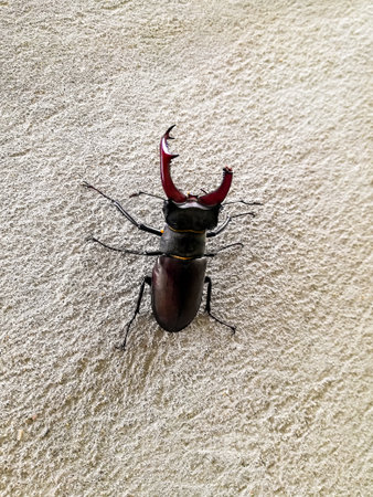 Stag beetle with broken horn on gray surface. Insect, wildlife. Close-up. Copy space. Top view.の写真素材