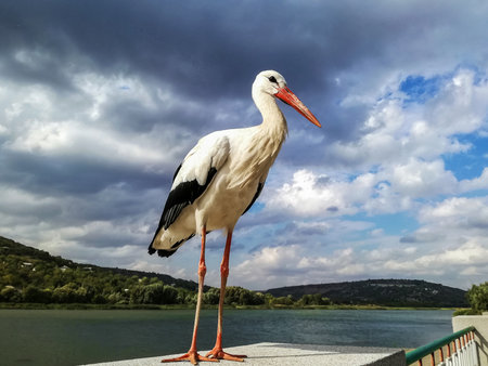 Wildlife: Stork walks along the river embankment on cloudy day. Life of wild birds, animals. Copy space. Selective focus.の写真素材