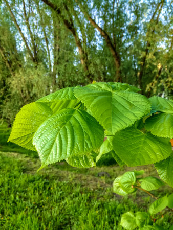 Tree branch with bright green freshly opened leaves leaves. Delicate greenery. Early springtime....
