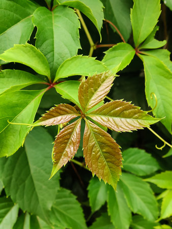 Green ornamental grape (Parthenocissus), woody vine that grows rapidly and covers surfaces. Vertical...