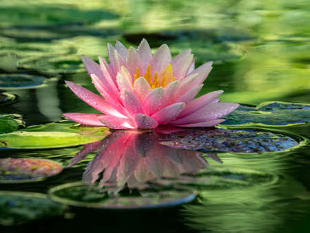 Early morning of pink water lily 'Perry's Orange Sunset'. The nymphaea reflected in a pond on a...
