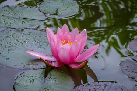 Pink water lily Marliacea Rosea or lotus flower with delicate petals in a pond with background of...