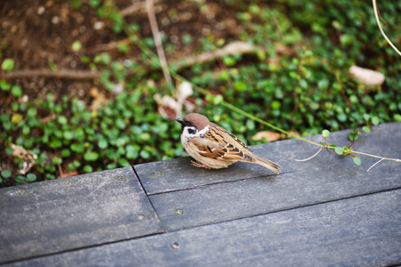 Close-up Of Sparrow Perching On Deckの写真素材