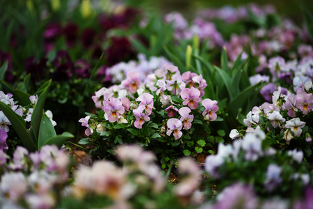 pink violaの写真素材