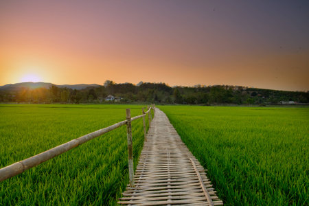 Bridge made of bamboo a long way in green rice paddy fields.の写真素材