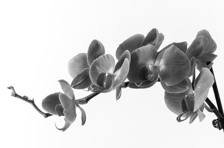 a bloomed branch of orchids over white. copy space on left top corner. black and whiteの写真素材
