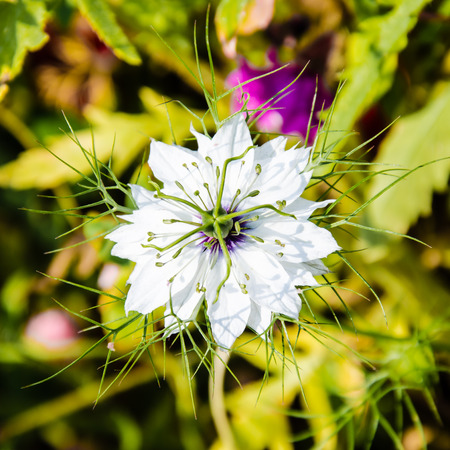 white flowers with strange structure is bloming wild in a fieldの写真素材