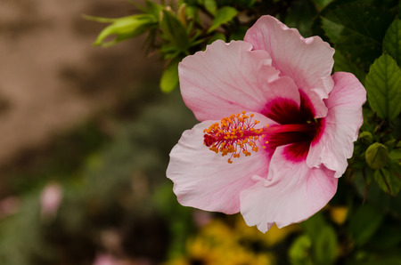 view of an pink and red flower on a branchの写真素材