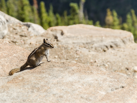 close-up of oa squirrel on a rocks over a mountain trail